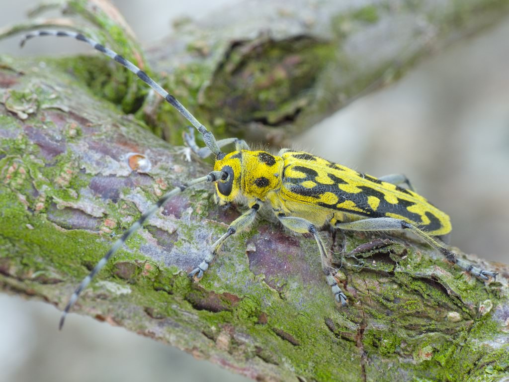 Saperda scalaris (Linnaeus, 1758)